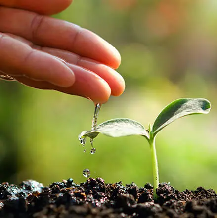 hand watering young plant in garden