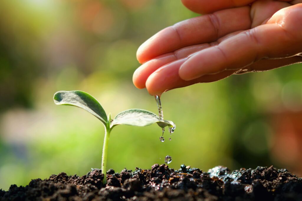 A hand pours water on a budding plant, symbolizing healthy growth through health marketing